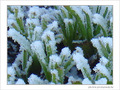 Blanc comme givre -2- -- 07/02/08