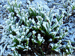 Givre sur la ville -2- -- 09/02/08
