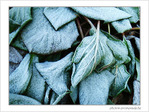 Givre sur la ville -3- -- 11/02/08