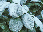Blanc comme givre -3-