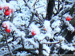 Bruxelles se pare de blanc -2- -- 31/01/08