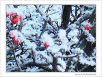 Bruxelles se pare de blanc -2- -- 31/01/08