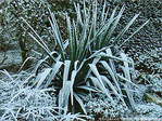 Blanc comme givre -4- -- 09/02/08
