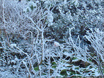 Bruxelles se pare de blanc -5- -- 05/02/08