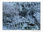 Bruxelles se pare de blanc -5- -- 05/02/08