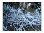 Blanc comme givre -5- -- 05/02/08