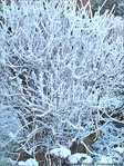 Bruxelles se pare de blanc -3- -- 02/02/08