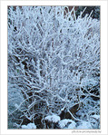 Bruxelles se pare de blanc -3- -- 02/02/08
