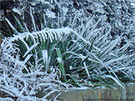 Blanc comme givre -6-