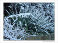 Blanc comme givre -6- -- 05/02/08