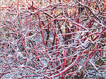 Bruxelles se pare de blanc -4- -- 03/02/08