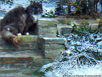 Petit Chat n'a pas froid -- 17/01/08
