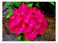 Derri�re chez moi -- 17/07/10