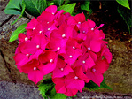 Derri�re chez moi -- 17/07/10