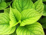 Verte Fra�cheur -- 02/08/12