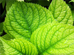 Gouttes de fra�cheur