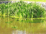 Vert dans l'eau -- 25/07/09
