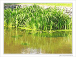 Vert dans l'eau -- 25/07/09