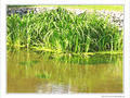 Vert dans l'eau -- 25/07/09