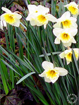 Jaune d'Avril -2- -- 06/04/05