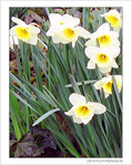 Jaune d'avril -2- -- 06/04/05