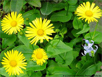 Jaune d'Avril -1- -- 05/04/05