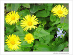 Jaune d'avril -1- -- 05/04/05