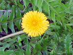 Jaune d'Avril -3- -- 07/04/05