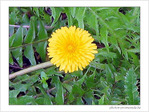 Jaune d'avril -3- -- 07/04/05