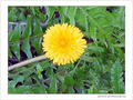 Jaune d'avril -3- -- 07/04/05