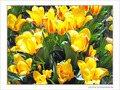 Jaune d'avril -4- -- 08/04/05