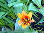 Jaune d'Avril -5- -- 08/04/05