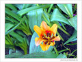Jaune d'avril -5- -- 08/04/05