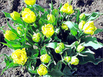 Jaune d'Avril -6- -- 08/04/05