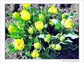 Jaune d'avril -6- -- 08/04/05