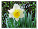 N�e du soleil, la jonquille -- 13/04/10