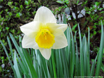 N�e du soleil, la jonquille -- 13/04/10