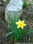 Le Printemps est annonc� -- 23/02/08