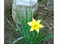 Le printemps est annonc� -- 23/02/08