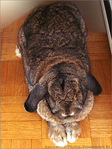 Lapin-peluche, Lapin B�lier�! -- 08/05/07