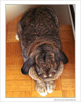 Lapin-peluche, lapin b�lier�! -- 08/05/07