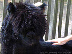 Je suis noir ! Je suis...? -1- -- 09/09/04