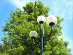 Aupr�s de leur Arbre -- 19/06/12