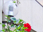Lumi�re de rose -- 12/08/09