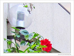 Lumi�re de rose -- 12/08/09