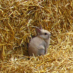N'aie pas peur, lapinou -- 18/09/10