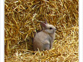 N'aie pas peur, lapinou -- 18/09/10
