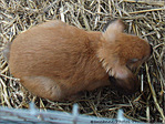 Tout petit petit Lapin b�lier -- 28/09/07
