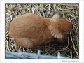 Tout petit petit lapin b�lier -- 28/09/07