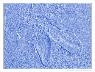 Lapin  Bleu